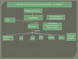 LISIS DE LOS COÁGULOS SANGUÍNEOS : PLASMINA
Proteína plasmática
Euglobulina
Plasminógeno o
profibrinolisina
Plasmina
Fibrinolisina
Enzima proteolítica
Similar a tripsina
activa
digiere
Fibras de
fibrina
FI FII FV FVIII FXII
Lisis del
coágulo
T-PA
 