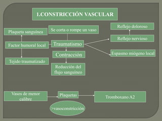 1.CONSTRICCIÓN VASCULAR
Se corta o rompe un vaso
Traumatismo
Contracción
Reducción del
flujo sanguíneo
Reflejo nervioso
Espasmo miógeno local
Factor humoral local
Tejido traumatizado
Plaqueta sanguínea
Reflejo doloroso
Vasos de menor
calibre
Plaquetas
>vasoconstricción
Tromboxano A2
 