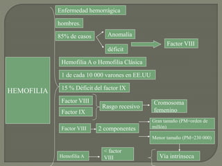 HEMOFILIA
Enfermedad hemorrágica
hombres.
85% de casos Anomalía
déficit
Factor VIII
Hemofilia A o Hemofilia Clásica
1 de cada 10 000 varones en EE.UU
15 % Déficit del factor IX
Factor IX
Factor VIII
Rasgo recesivo
Cromosoma
femenino
Factor VIII 2 componentes
Gran tamaño (PM=orden de
millón)
Menor tamaño (PM=230 000)
Vía intrínsecaHemofilia A
< factor
VIII
 