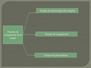 Pruebas de
coagulación de la
sangre
Tiempo de hemorragia (de sangría)
Tiempo de coagulación
Tiempo de protrombina
 
