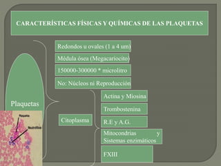 CARACTERÍSTICAS FÍSICAS Y QUÍMICAS DE LAS PLAQUETAS
Plaquetas
Redondos u ovales (1 a 4 um)
Médula ósea (Megacariocito)
150000-300000 * microlitro
No: Núcleos ni Reproducción
Citoplasma
Actina y Miosina
Trombostenina
R.E y A.G.
Mitocondrias y
Sistemas enzimáticos
FXIII
 