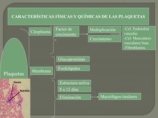 CARACTERÍSTICAS FÍSICAS Y QUÍMICAS DE LAS PLAQUETAS
Plaquetas
Citoplasma
Factor de
crecimiento
Multiplicación
Glucoproteínas
-Cel. Endotelial
vascular.
-Cel. Musculares
vasculares lisas.
-Fibroblastos.
Crecimiento
Membrana
Fosfolípidos
Estructura activa
8 a 12 días
Eliminación Macrófagos tisulares
 