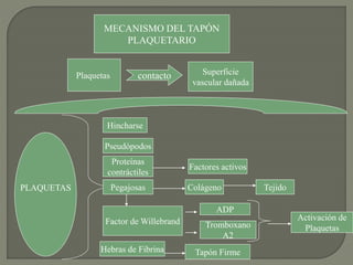Plaquetas Superficie
vascular dañada
MECANISMO DEL TAPÓN
PLAQUETARIO
contacto
PLAQUETAS
Hincharse
Pseudópodos
Proteínas
contráctiles
Factores activos
Pegajosas Colágeno Tejido
Factor de Willebrand
ADP
Tromboxano
A2
Activación de
Plaquetas
Hebras de Fibrina Tapón Firme
 