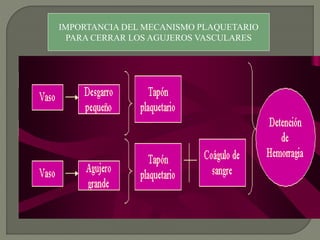 IMPORTANCIA DEL MECANISMO PLAQUETARIO
PARA CERRAR LOS AGUJEROS VASCULARES
Vaso Desgarro
pequeño
Tapón
plaquetario
Vaso Agujero
grande
Tapón
plaquetario
Coágulo de
sangre
Detención
de
Hemorragi
a
 
