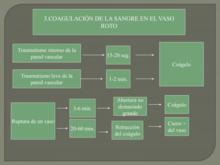 3.COAGULACIÓN DE LA SANGRE EN EL VASO
ROTO
Coágulo
15-20 seg.
Traumatismo intenso de la
pared vascular
1-2 min.
Traumatismo leve de la
pared vascular
Ruptura de un vaso
3-6 min.
Abertura no
demasiado
grande
Coágulo
20-60 min. Retracción
del coágulo
Cierre >
del vaso
 