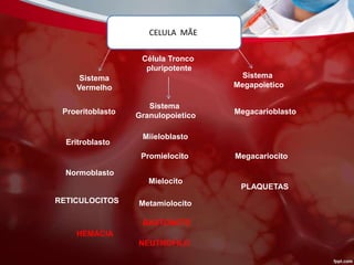 CELULA MÃE
Célula Tronco
pluripotente
Sistema
Vermelho
Sistema
Granulopoietico
Sistema
Megapoietico
Megacarioblasto
Megacariocito
PLAQUETAS
Miieloblasto
Promielocito
Mielocito
Metamiolocito
Proeritoblasto
Eritroblasto
Normoblasto
RETICULOCITOS
HEMÁCIA
BASTONETE
NEUTROFILO
 