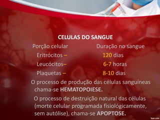 CELULAS DO SANGUE
Porção celular Duração no sangue
Eritrócitos – 120 dias
Leucócitos– 6-7 horas
Plaquetas – 8-10 dias
O processo de produção das células sanguíneas
chama-se HEMATOPOIESE.
O processo de destruição natural das células
(morte celular programada fisiológicamente,
sem autólise), chama-se APOPTOSE.
 