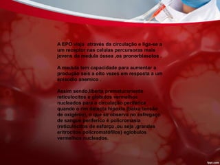 A EPO viaja através da circulação e liga-se a
um receptor nas celulas percursoras mais
jovens da medula óssea ,os pronorblasotos .
A medula tem capacidade para aumentar a
produção seis a oito vezes em resposta a um
episodio anemico .
Assim sendo,liberta prematuramente
reticulocitos e globulos vermelhos
nucleados para a circulação periferica
quando o rim detecta hipoxia (baixa tensão
de oxigénio), o que se observa no esfregaço
de sangue periferico é policromasia
(reticulócitos de esforço ,ou seja ,grandes
eritrocitos policromatófilos) eglobulos
vermelhos nucleados.
 