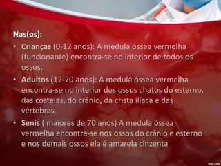 Nas(os):
• Crianças (0-12 anos): A medula óssea vermelha
(funcionante) encontra-se no interior de todos os
ossos.
• Adultos (12-70 anos): A medula óssea vermelha
encontra-se no interior dos ossos chatos do esterno,
das costelas, do crânio, da crista ilíaca e das
vértebras.
• Senis ( maiores de 70 anos) A medula óssea
vermelha encontra-se nos ossos do crânio e esterno
e nos demais ossos ela é amarela cinzenta
 