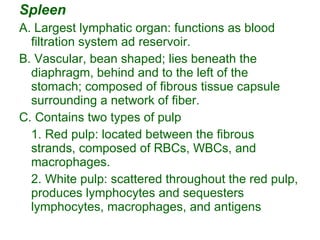 Spleen A. Largest lymphatic organ: functions as blood filtration system ad reservoir. B. Vascular, bean shaped; lies beneath the diaphragm, behind and to the left of the stomach; composed of fibrous tissue capsule surrounding a network of fiber. C. Contains two types of pulp 1. Red pulp: located between the fibrous strands, composed of RBCs, WBCs, and macrophages. 2. White pulp: scattered throughout the red pulp, produces lymphocytes and sequesters lymphocytes, macrophages, and antigens 