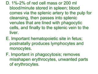 D. 1%-2% of red cell mass or 200 ml blood/minute stored in spleen; blood comes via the splenic artery to the pulp for cleansing, then passes into splenic venules that are lined with phagocytic cells, and finally to the splenic vein to the liver. E. Important hematopoietic site in fetus; postnatally produces lymphocytes and monocytes. F. Important in phagocytosis; removes misshapen erythrocytes, unwanted parts of erythrocytes. 