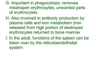 G. Important in phagocytosis; removes misshapen erythrocytes, unwanted parts of erythrocytes. H. Also involved in antibody production by plasma cells and iron metabolism (iron released from Hgb portion of destroyed erythrocytes returned to bone marrow I. In the adult, functions of the spleen can be taken over by the reticuloendothelial system 