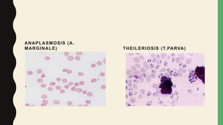 ANAPLASMOSIS (A.
MARGINALE) THEILERIOSIS (T.PARVA)
 