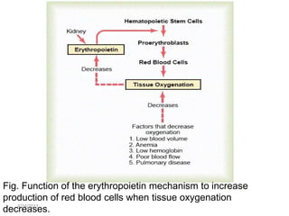 Fig. Function of the erythropoietin mechanism to increase
production of red blood cells when tissue oxygenation
   4/24/2011
decreases.
 