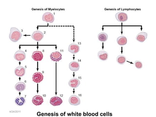 4/24/2011
            Genesis of white blood cells
 
