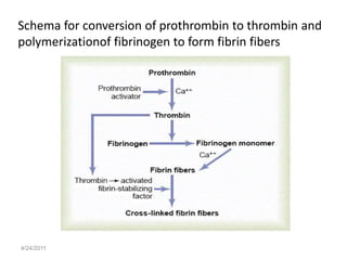 Schema for conversion of prothrombin to thrombin and
polymerizationof fibrinogen to form fibrin fibers




4/24/2011
 