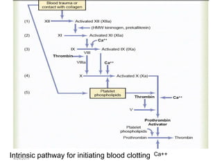 Intrinsic pathway for initiating blood clotting   Ca++
 4/24/2011
 