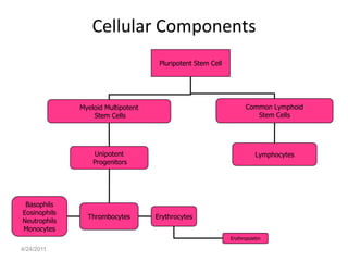 Cellular Components
                                     Pluripotent Stem Cell




              Myeloid Multipotent                                   Common Lymphoid
                  Stem Cells                                           Stem Cells




                  Unipotent                                             Lymphocytes
                  Progenitors




 Basophils
Eosinophils
                Thrombocytes        Erythrocytes
Neutrophils
Monocytes
                                                             Erythropoietin

4/24/2011
 