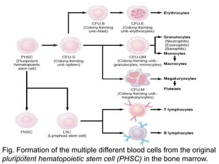 Fig. Formation of the multiple different blood cells from the original
    4/24/2011
pluripotent hematopoietic stem cell (PHSC) in the bone marrow.
 