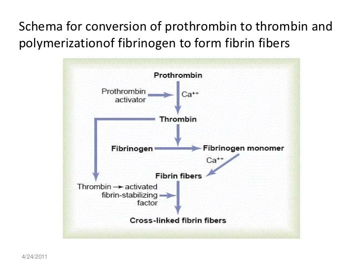 Hematologic changes of pregnancy