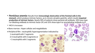 • Pernicious anemia: Results from immunologic destruction of the Parietal cells in the
stomach, which produce intrinsic factors, as in chronic atrophic gastritis, which results impaired
production of intrinsic factors. Nearly 90% of patients show parietal cell antibody, 50% have type
I or blocking antibody to intrinsic factor (IF) and 35% show type II or precipitating antibody to IF.
• MCV is increases
• Bone marrow : Hyper cellular and megaloblasts
• Peripheral film : neutrophilic hypersegmentation indicated by
1 neutrophil with 7 segments
2-3 neutrophils with 6 segments or
> 5 neutrophils with 5 segments
 
