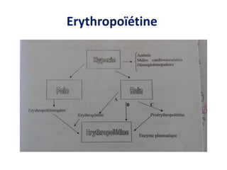 Erythropoïétine
 