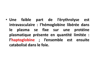 • Une faible part de l’érythrolyse est
intravasculaire : l’hémoglobine libérée dans
le plasma se fixe sur une protéine
plasmatique présente en quantité limitée :
l’haptoglobine ; l’ensemble est ensuite
catabolisé dans le foie.
 