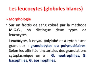 Les leucocytes (globules blancs)
I- Morphologie
• Sur un frottis de sang coloré par la méthode
M.G.G., on distingue deux types de
leucocytes.
Leucocytes à noyau polylobé et à cytoplasme
granuleux : granulocytes ou polynucléaires.
Selon les affinités tinctoriales des granulations
cytoplasmique on a : G. neutrophiles, G.
basophiles, G. éosinophiles.
 