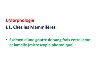 I.Morphologie
I.1. Chez les Mammifères
• Examen d’une goutte de sang frais entre lame
et lamelle (microscopie photonique) :
 