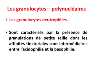 Les granulocytes – polynucléaires
I- Les granulocytes neutrophiles
• Sont caractérisés par la présence de
granulations de petite taille dont les
affinités tinctoriales sont intermédiaires
entre l’acidophilie et la basophilie.
 
