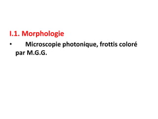 I.1. Morphologie
• Microscopie photonique, frottis coloré
par M.G.G.
 