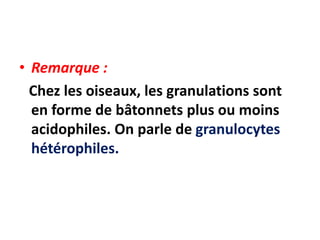 • Remarque :
Chez les oiseaux, les granulations sont
en forme de bâtonnets plus ou moins
acidophiles. On parle de granulocytes
hétérophiles.
 