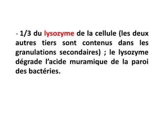 - 1/3 du lysozyme de la cellule (les deux
autres tiers sont contenus dans les
granulations secondaires) ; le lysozyme
dégrade l’acide muramique de la paroi
des bactéries.
 
