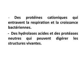 - Des protéines cationiques qui
entravent la respiration et la croissance
bactériennes.
- Des hydrolases acides et des protéases
neutres qui peuvent digérer les
structures vivantes.
 