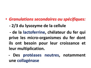 • Granulations secondaires ou spécifiques:
- 2/3 du lysozyme de la cellule
- de la lactoferrine, chélateur du fer qui
prive les micro-organismes du fer dont
ils ont besoin pour leur croissance et
leur multiplication.
- Des protéases neutres, notamment
une collagénase
 
