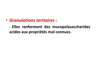 • Granulations tertiaires :
- Elles renferment des mucopolysaccharides
acides aux propriétés mal connues.
 
