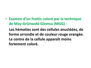 • Examen d’un frottis coloré par la technique
de May-Grünwald-Giemsa (MGG) :
Les hématies sont des cellules anucléées, de
forme arrondie et de couleur rouge orangée.
Le centre de la cellule apparaît moins
fortement coloré.
 
