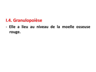 I.4. Granulopoièse
- Elle a lieu au niveau de la moelle osseuse
rouge.
 