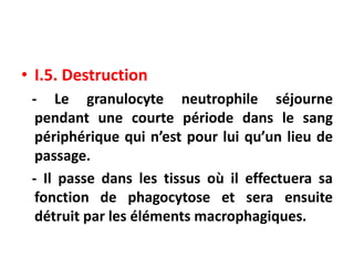• I.5. Destruction
- Le granulocyte neutrophile séjourne
pendant une courte période dans le sang
périphérique qui n’est pour lui qu’un lieu de
passage.
- Il passe dans les tissus où il effectuera sa
fonction de phagocytose et sera ensuite
détruit par les éléments macrophagiques.
 