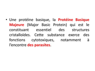 • Une protéine basique, la Protéine Basique
Majeure (Major Basic Protein) qui est le
constituant essentiel des structures
cristalloïdes. Cette substance exerce des
fonctions cytotoxiques, notamment à
l’encontre des parasites.
 