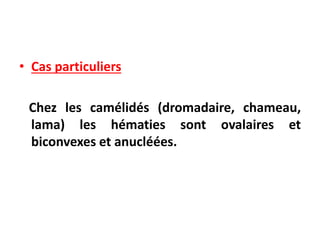 • Cas particuliers
Chez les camélidés (dromadaire, chameau,
lama) les hématies sont ovalaires et
biconvexes et anucléées.
 