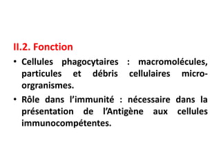 II.2. Fonction
• Cellules phagocytaires : macromolécules,
particules et débris cellulaires micro-
orgranismes.
• Rôle dans l’immunité : nécessaire dans la
présentation de l’Antigène aux cellules
immunocompétentes.
 