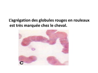 L’agrégation des globules rouges en rouleaux
est très marquée chez le cheval.
 