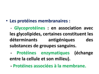 • Les protéines membranaires :
- Glycoprotéines : en association avec
les glycolipides, certaines constituent les
déterminants antigéniques des
substances de groupes sanguins.
- Protéines enzymatiques (échange
entre la cellule et son milieu).
- Protéines associées à la membrane.
 