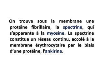 On trouve sous la membrane une
protéine fibrillaire, la spectrine, qui
s’apparante à la myosine. La spectrine
constitue un réseau continu, accolé à la
membrane érythrocytaire par le biais
d’une protéine, l’ankirine.
 