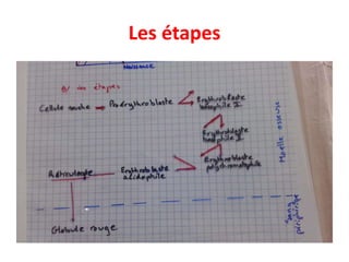 Les étapes
 