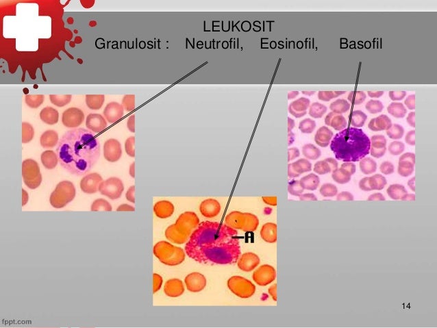 Hematologi