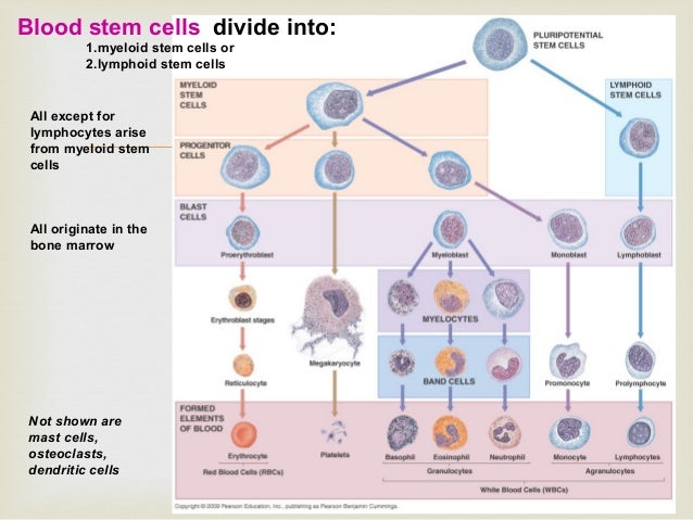 Hematology Hematology