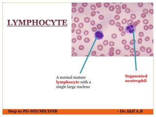 Step to PG-MD/MS/DNB - Dr.Akif A.B
A normal mature
lymphocyte with a
single large nucleus
Segmented
neutrophil
 