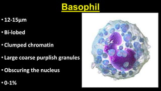 Hematology | PPTX